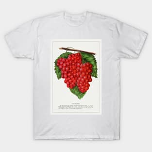 The Moyer grape lithograph (1900) T-Shirt